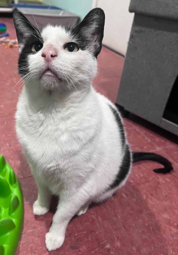 Calvin, Adoptable, Adult Male Domestic Short Hair.