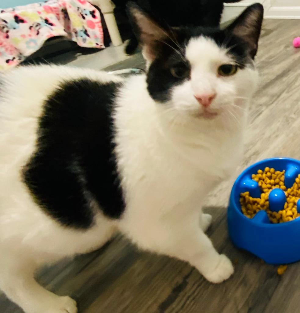 Enlarge Calvin, a Adoptable mixed breed in Labelle, FL image 2/5