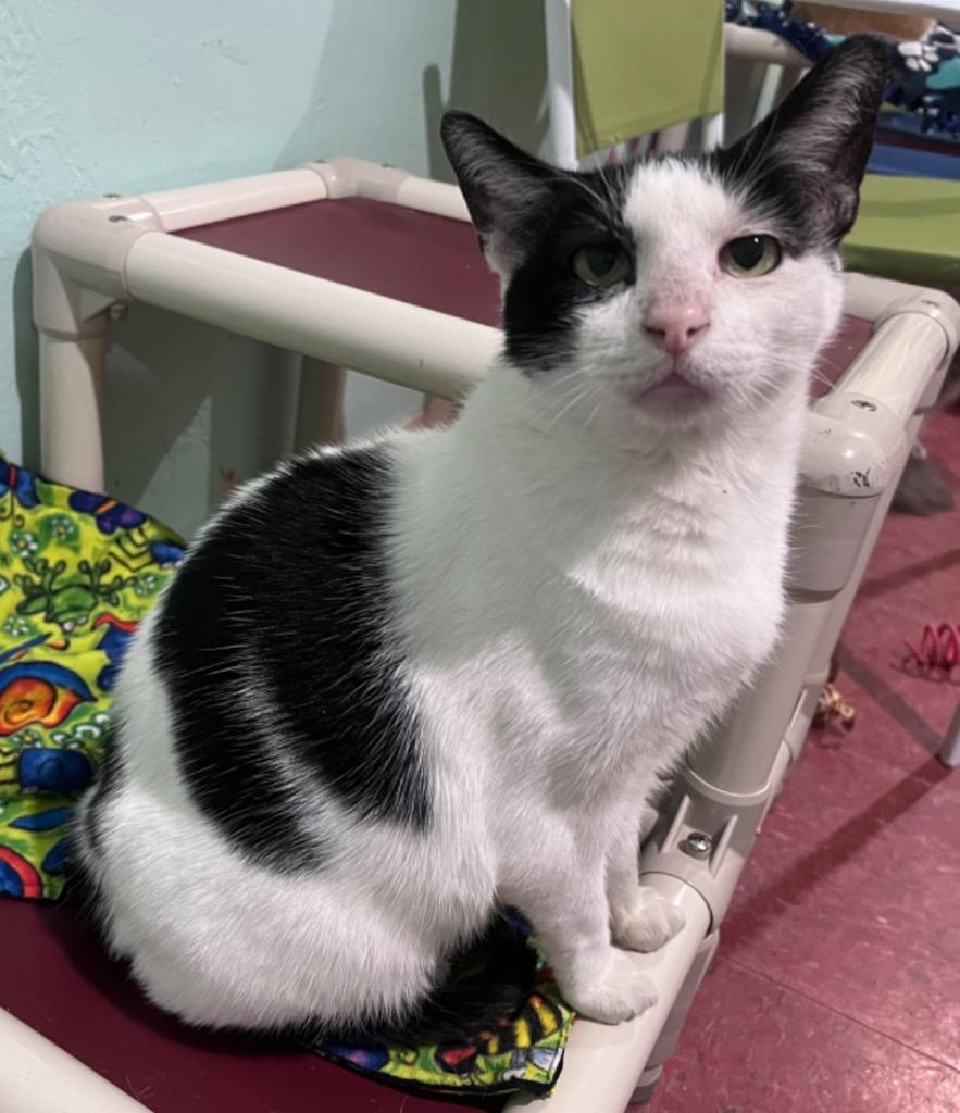 Enlarge Calvin, a Adoptable mixed breed in Labelle, FL image 3/5