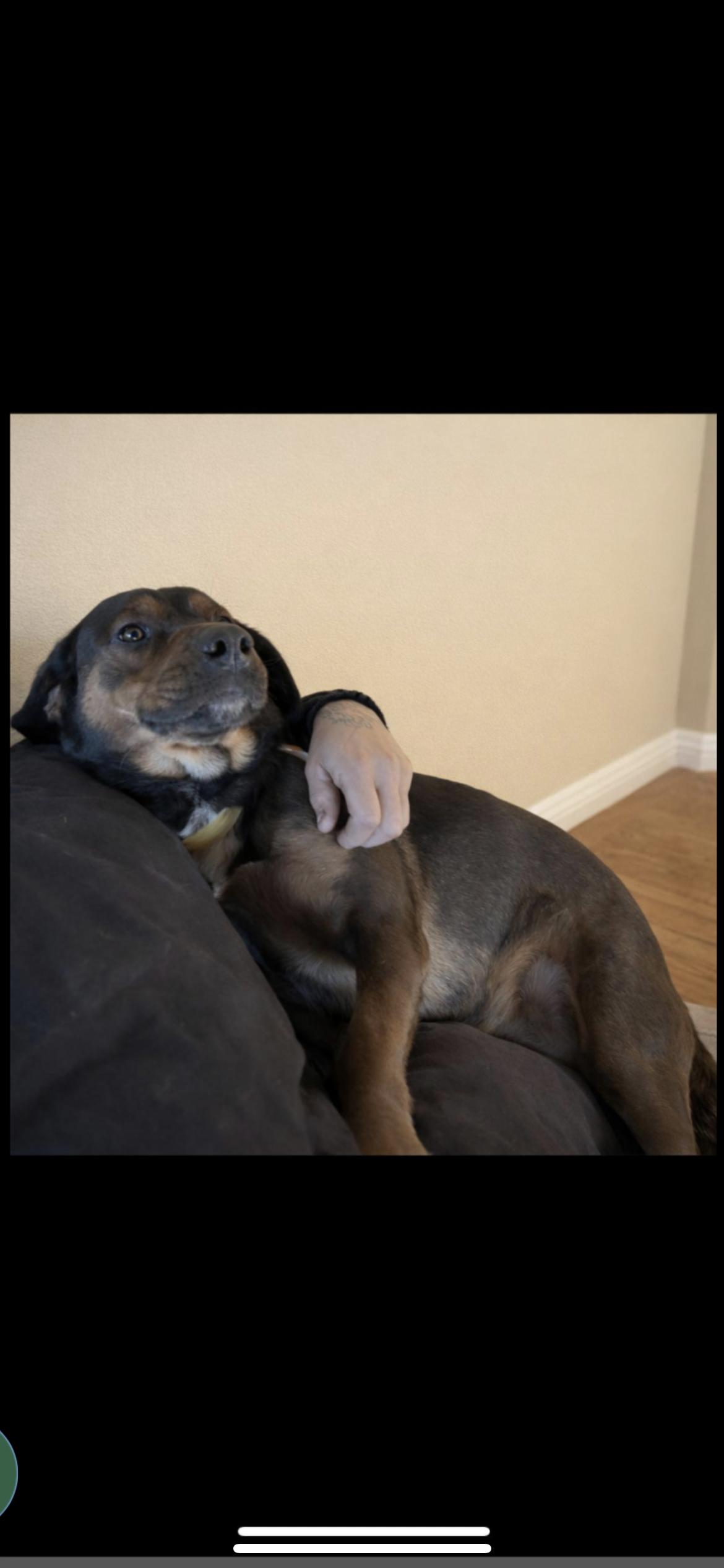 Enlarge Hot Chocolate, a Adoptable mixed breed in Hamden, CT image 6/6