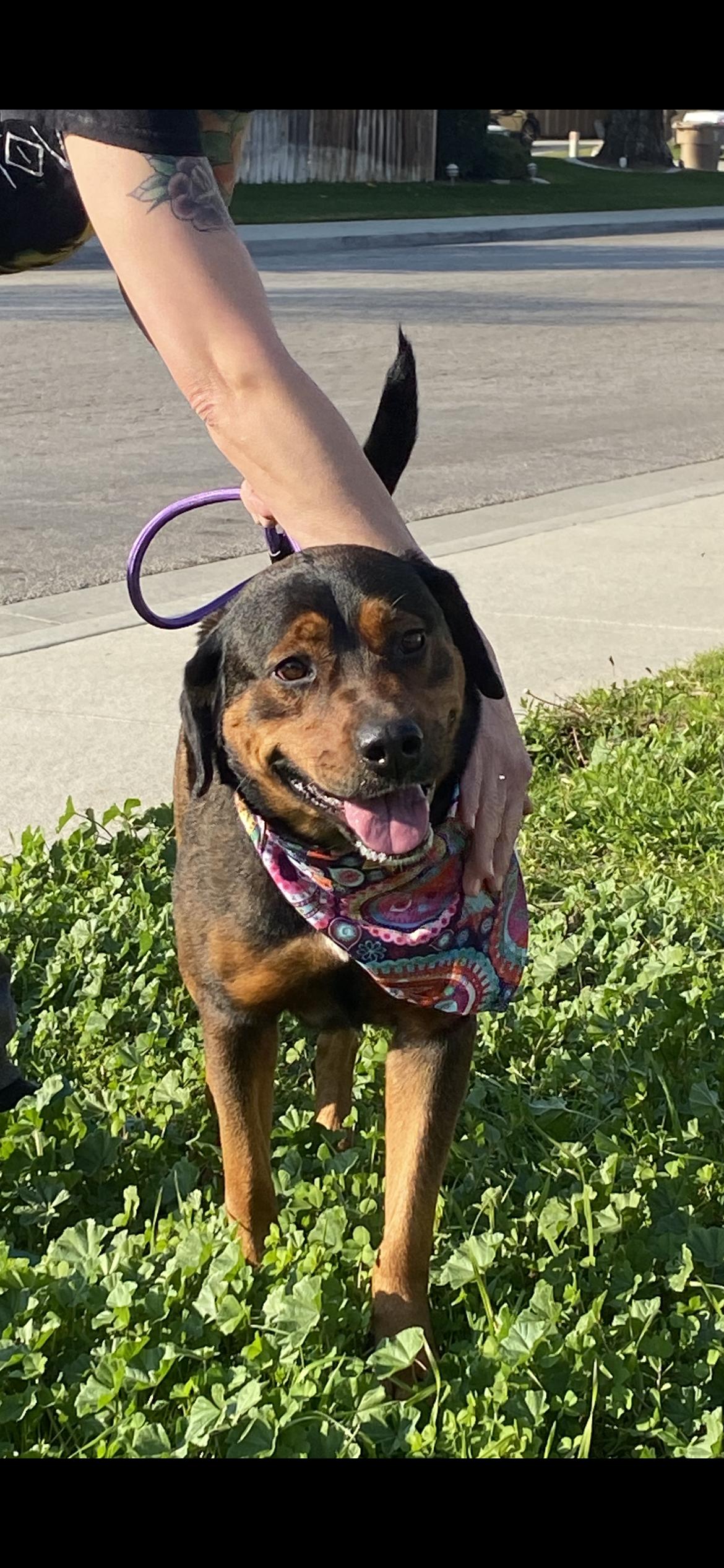 Enlarge Hot Chocolate, a Adoptable mixed breed in Hamden, CT image 1/6
