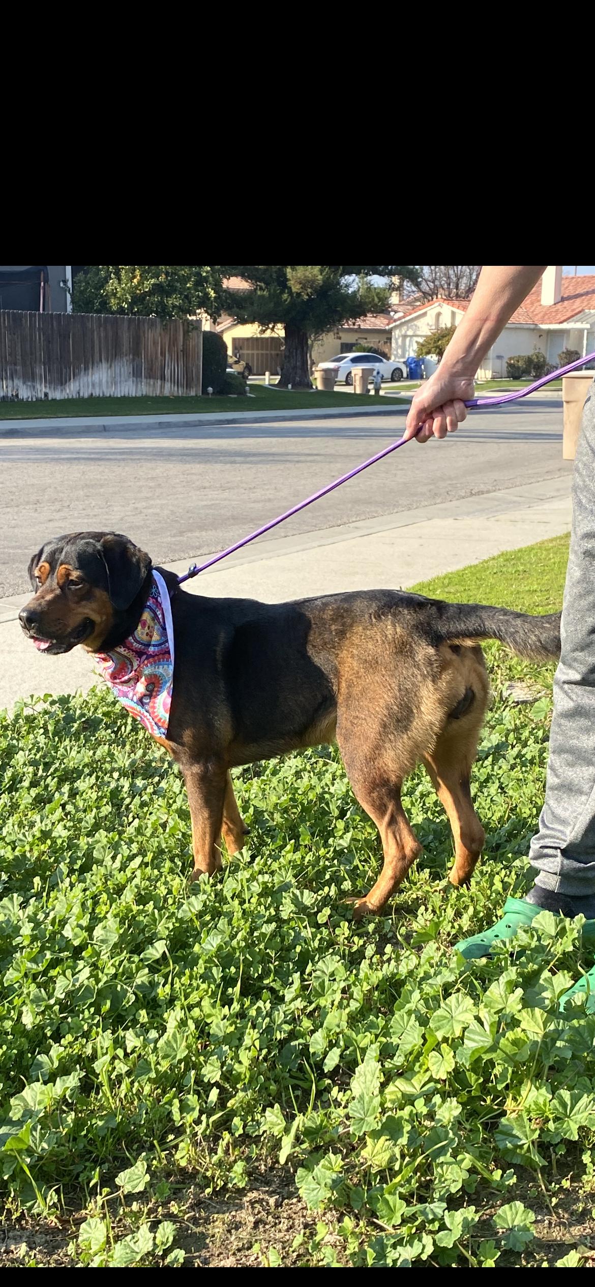 Enlarge Hot Chocolate, a Adoptable mixed breed in Hamden, CT image 2/6