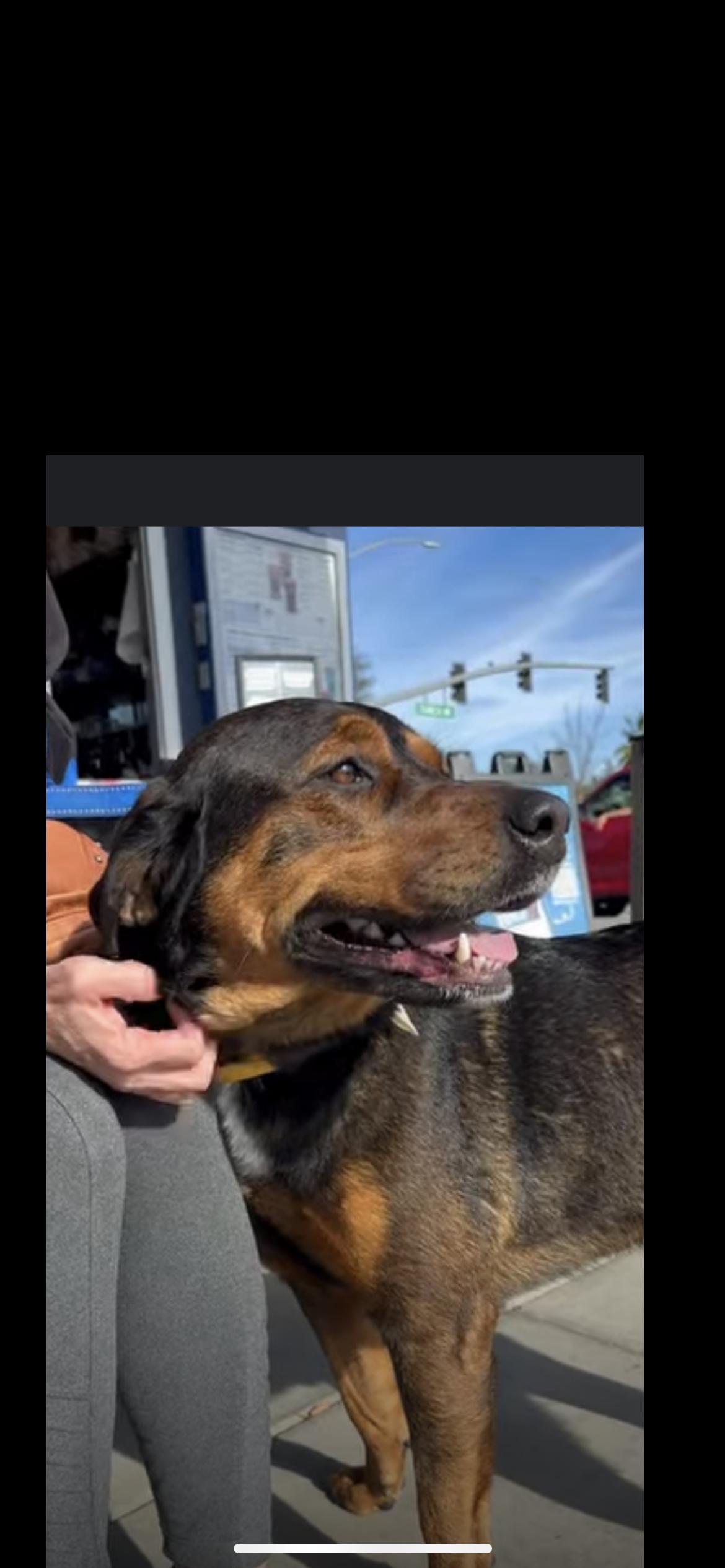 Enlarge Hot Chocolate, a Adoptable mixed breed in Hamden, CT image 3/6