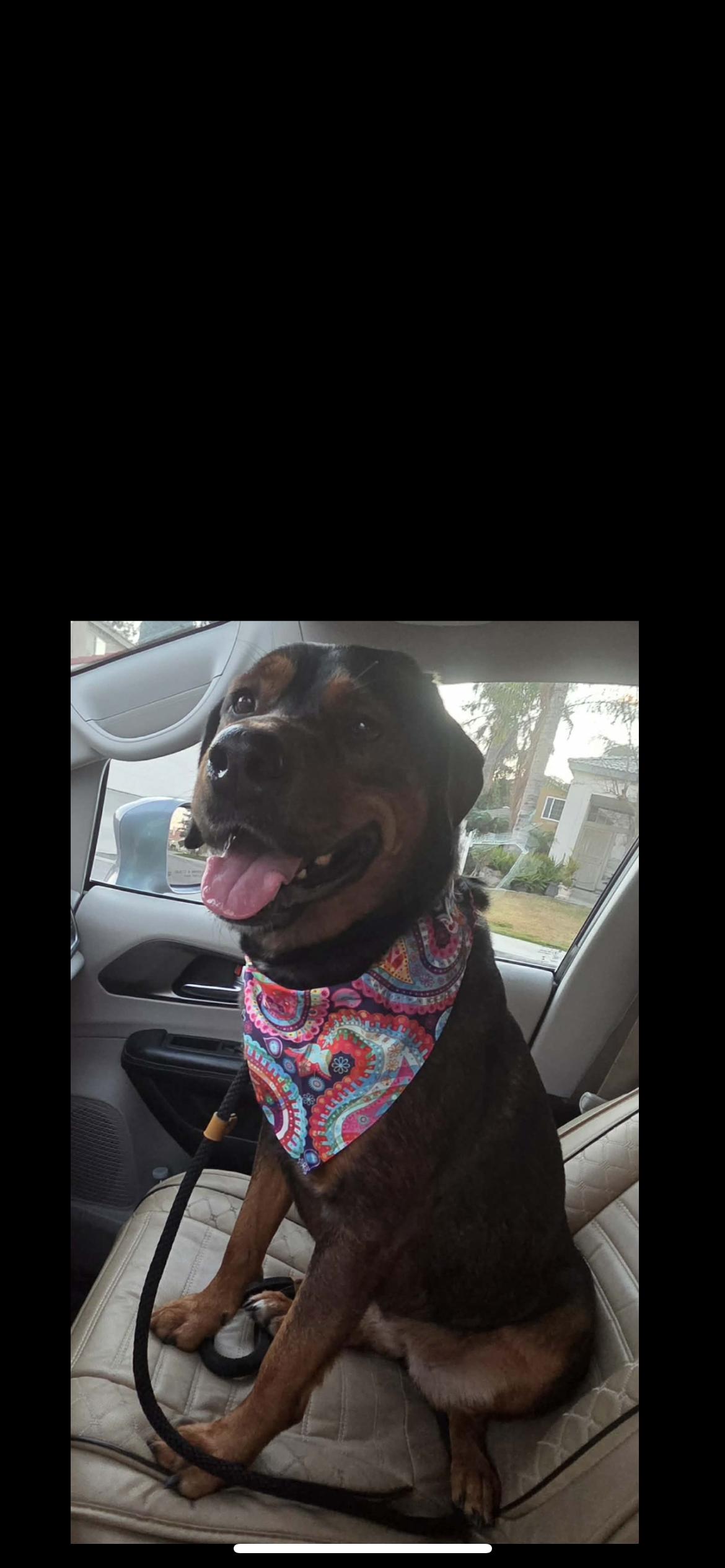 Enlarge Hot Chocolate, a Adoptable mixed breed in Hamden, CT image 4/6