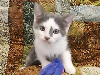 Enlarge Tanya's Ally, an adopted mixed breed in Anaconda, MT image 1/1