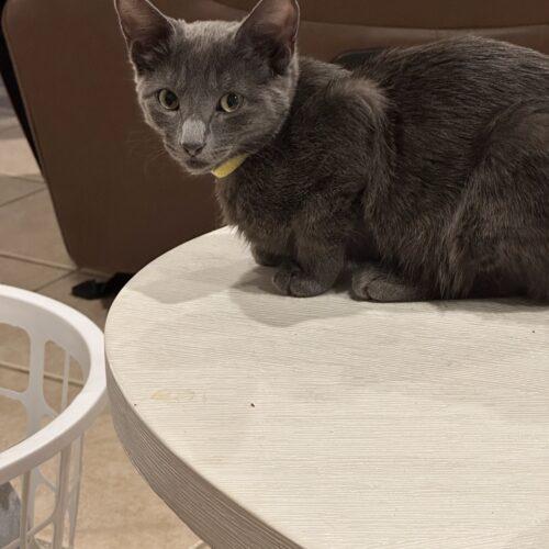 Crystal, Adoptable, Kitten Female Domestic Short Hair & Russian Blue.