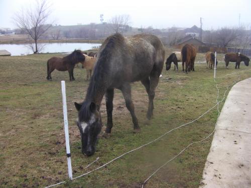 midnight, Adoptable, Young Male Appaloosa & Warmblood.