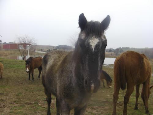 midnight, a Adoptable mixed breed image 2/2