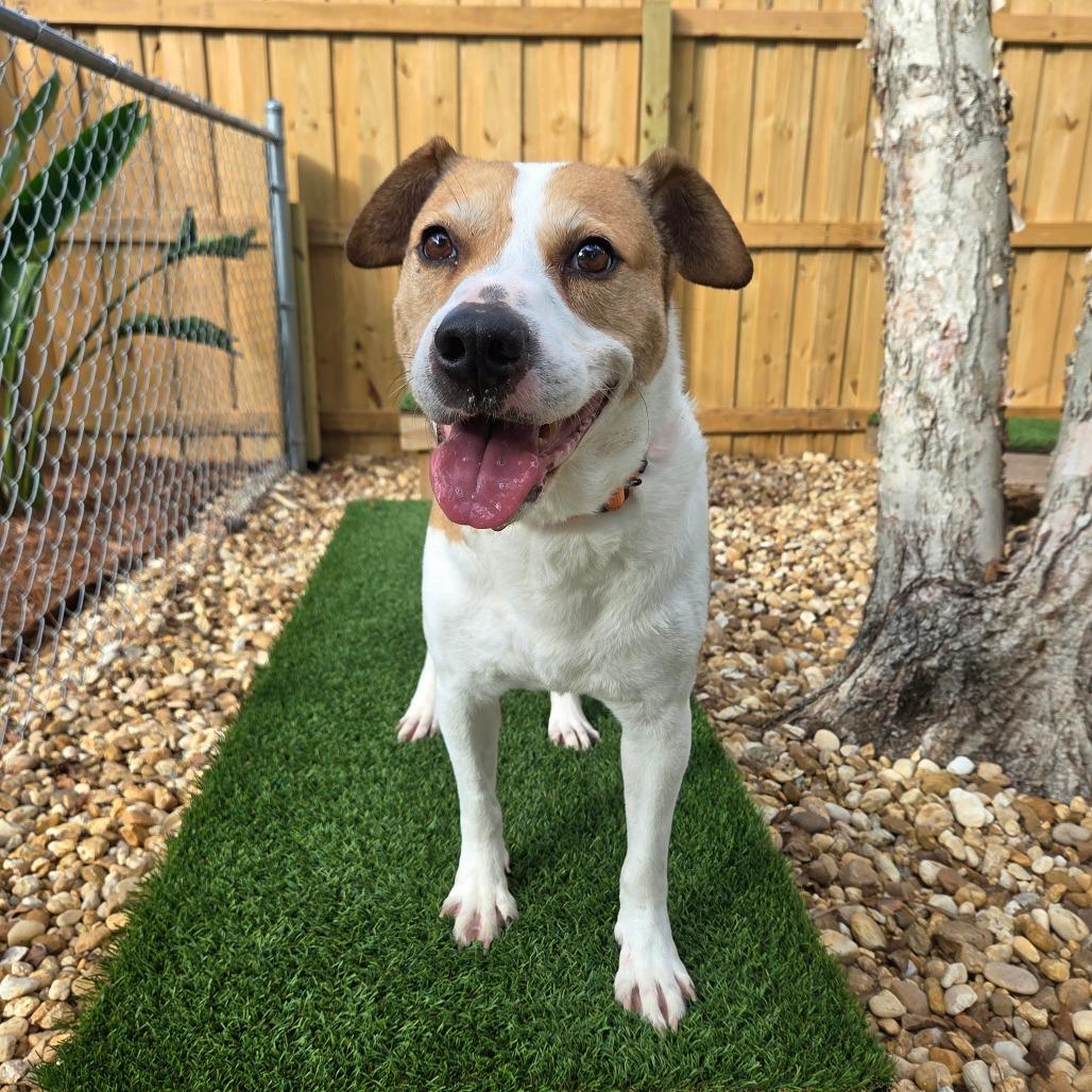 Enlarge Buddy, a Adoptable Mixed Breed in Jacksonville Beach, FL image 1/4