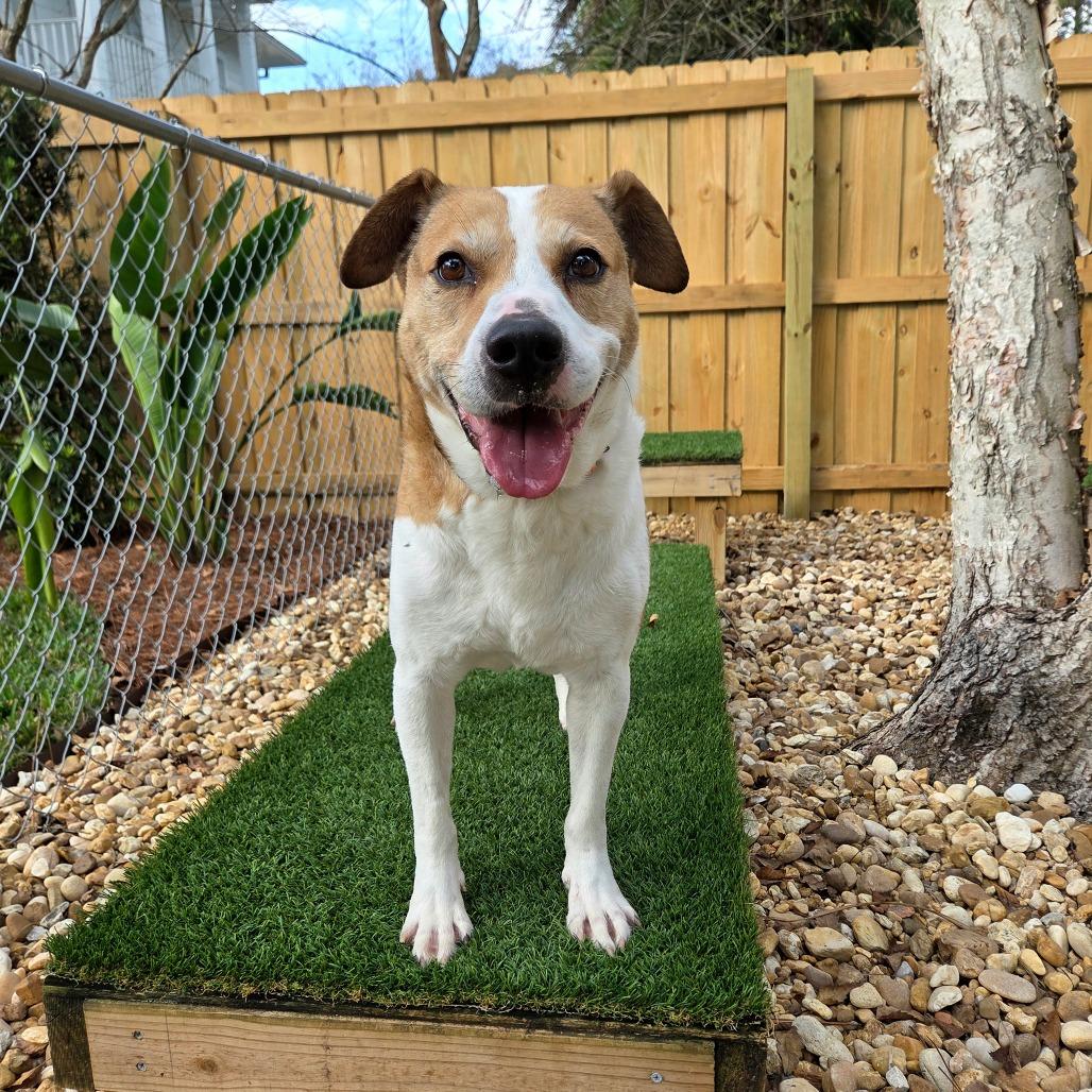 Enlarge Buddy, a Adoptable Mixed Breed in Jacksonville Beach, FL image 3/4