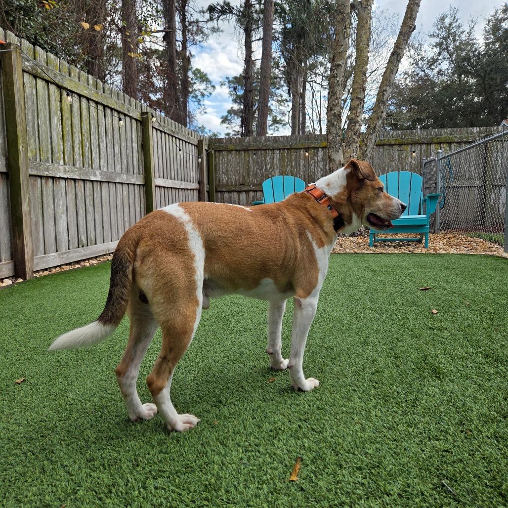 Enlarge Buddy, a Adoptable Mixed Breed in Jacksonville Beach, FL image 4/4