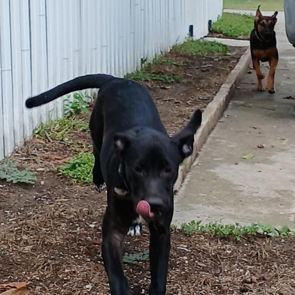 Enlarge Ruby, a Adoptable mixed breed in San Antonio, TX image 1/5
