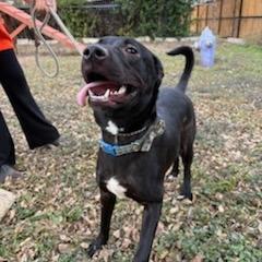 Enlarge Ruby, a Adoptable mixed breed in San Antonio, TX image 2/5