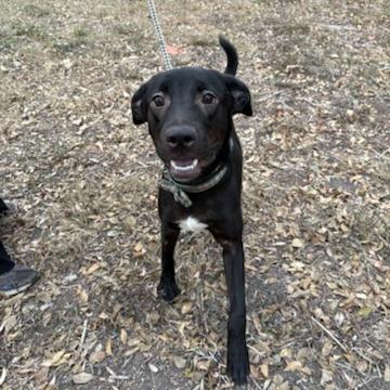 Enlarge Ruby, a Adoptable mixed breed in San Antonio, TX image 3/5
