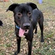Enlarge Ruby, a Adoptable mixed breed in San Antonio, TX image 4/5