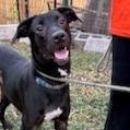 Enlarge Ruby, a Adoptable mixed breed in San Antonio, TX image 5/5
