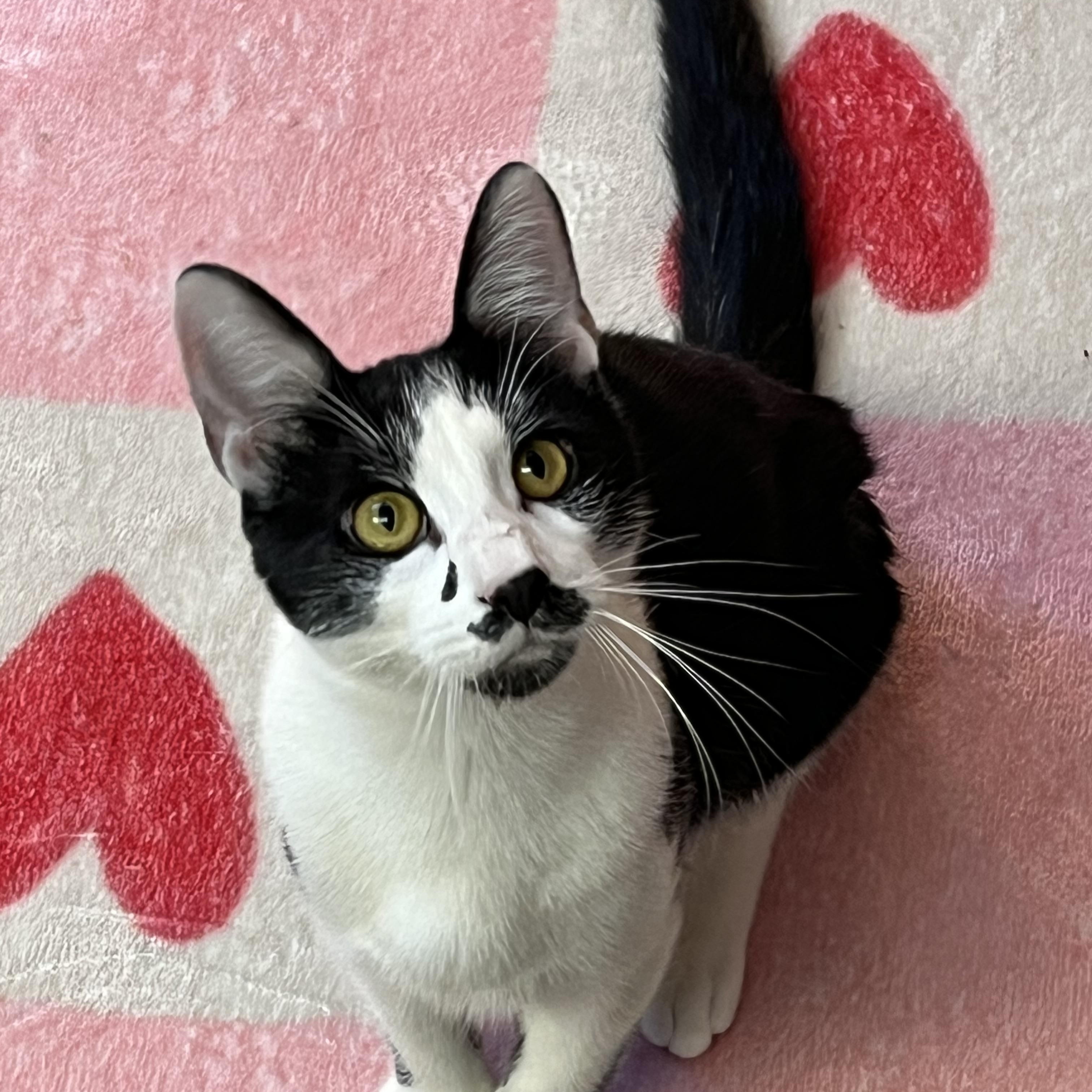 Enlarge Stash, a Adoptable Domestic Short Hair in Bloomsburg, PA image 1/3