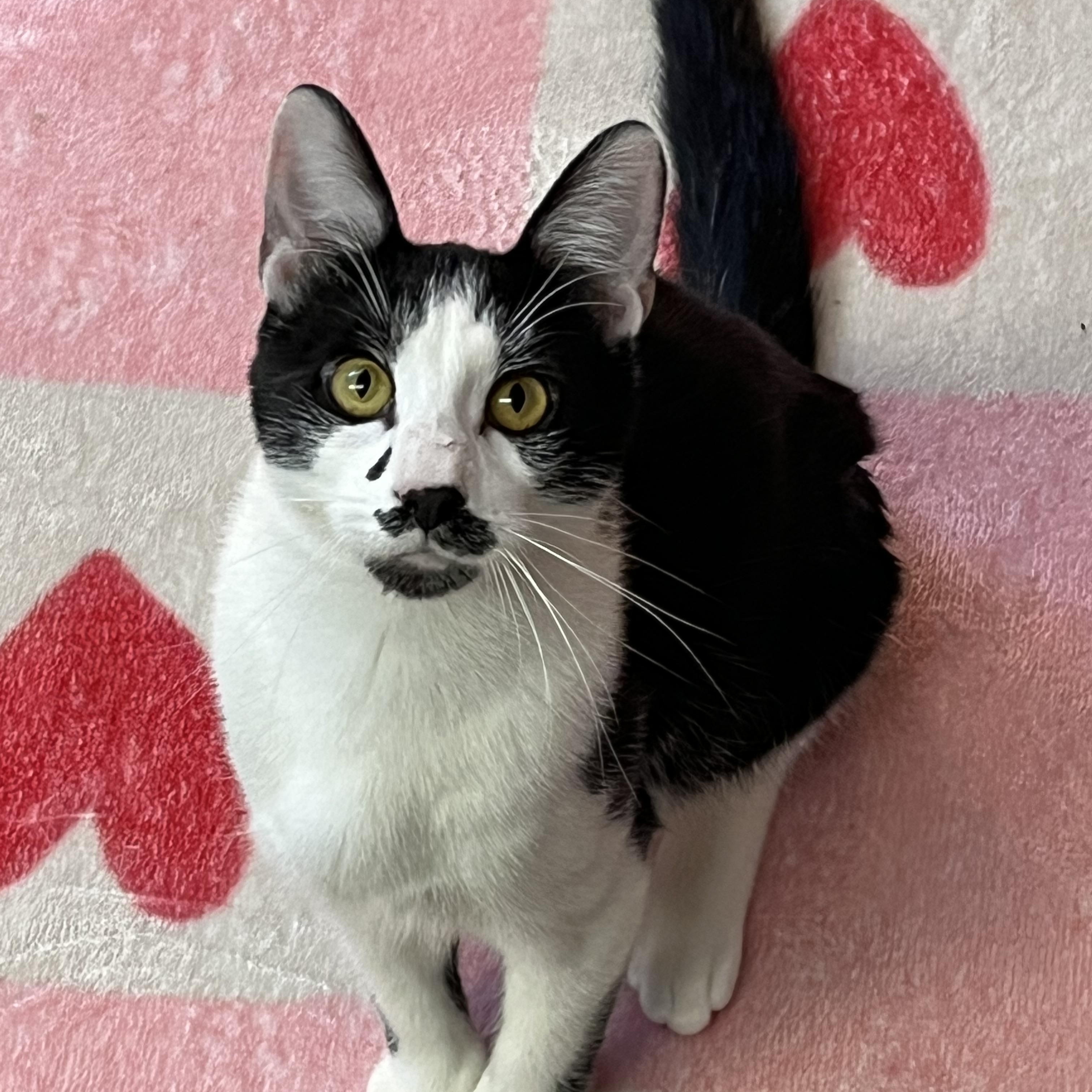 Enlarge Stash, a Adoptable Domestic Short Hair in Bloomsburg, PA image 2/3