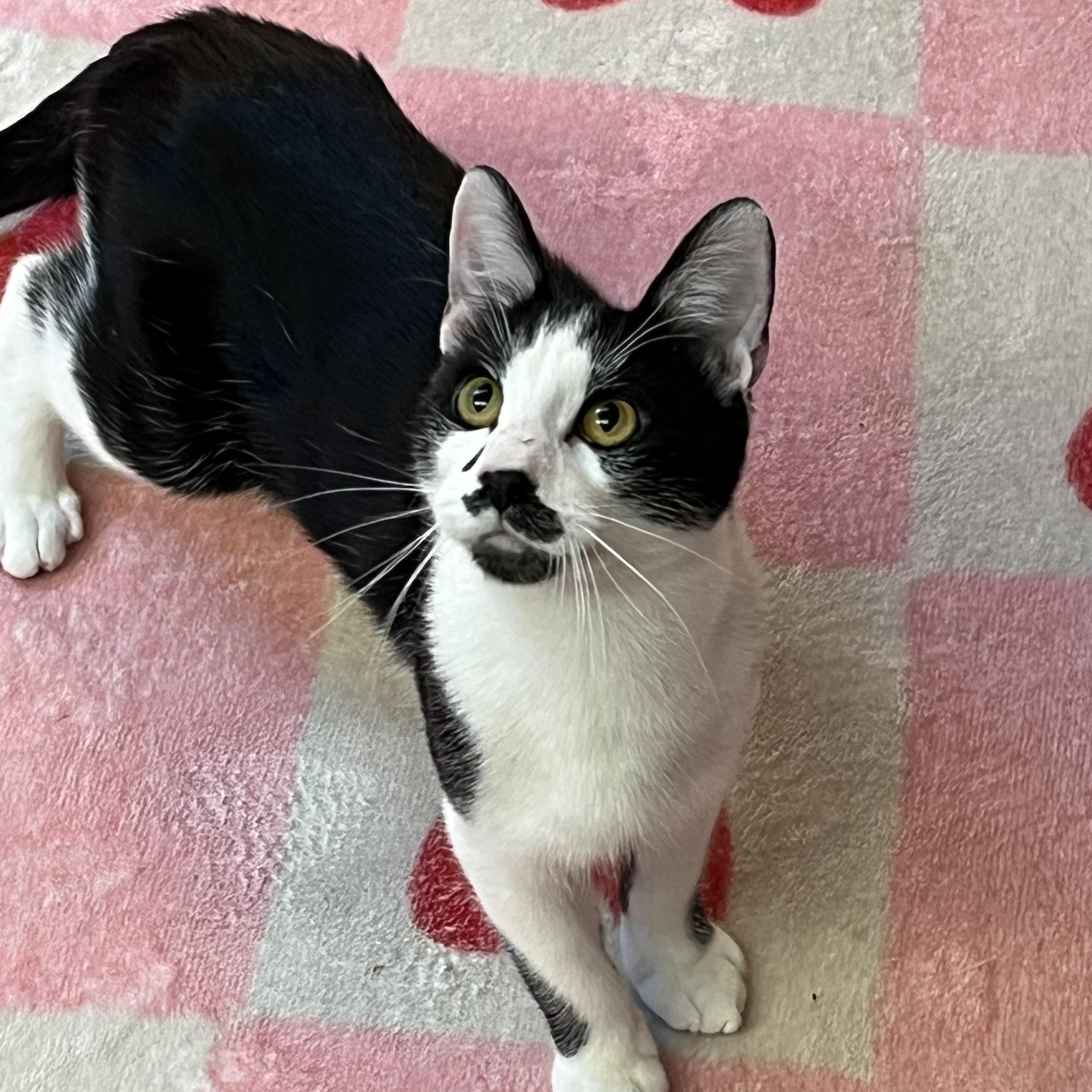 Enlarge Stash, a Adoptable Domestic Short Hair in Bloomsburg, PA image 3/3