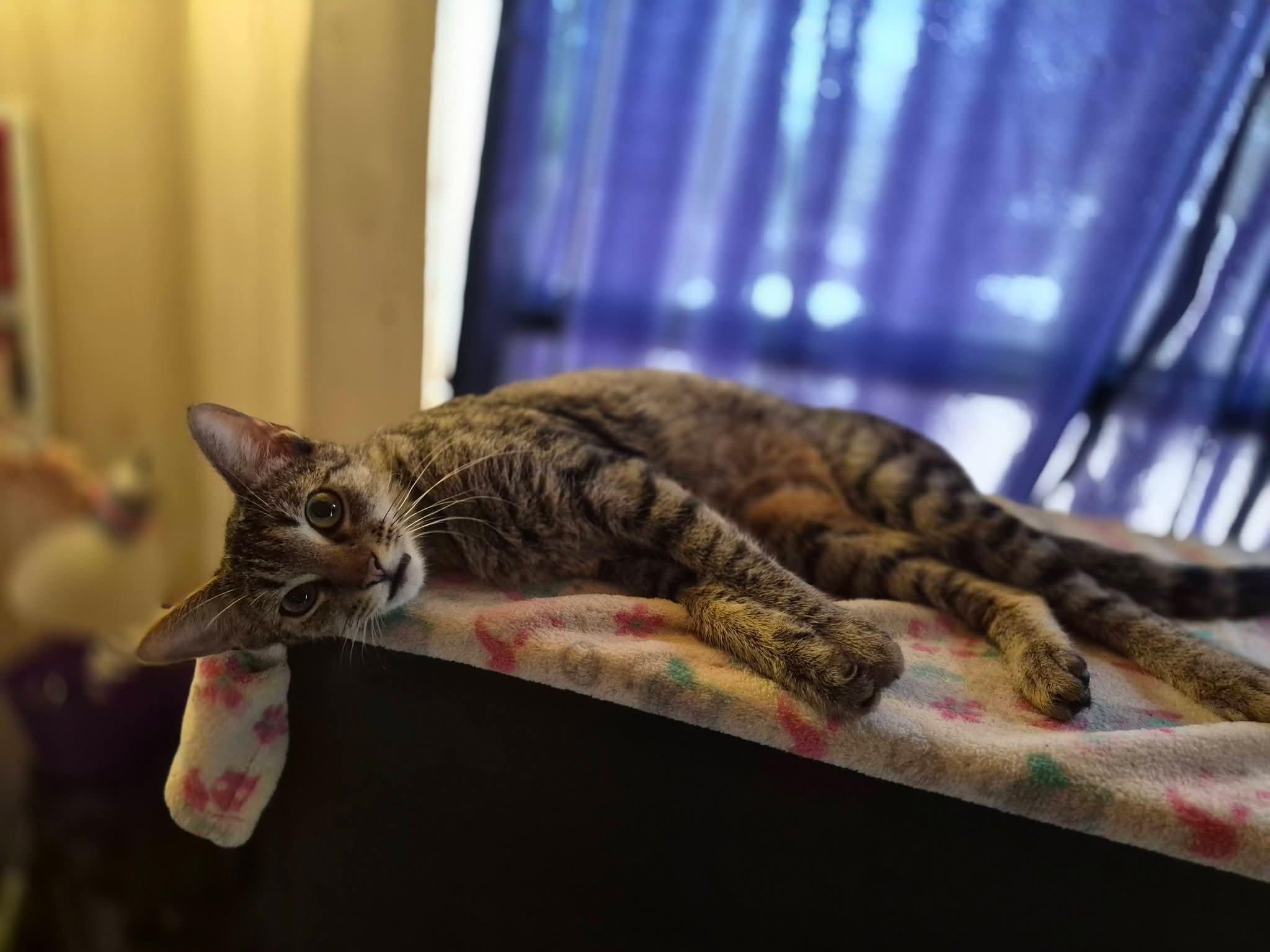 Piernes AKA Legs, an adopted Tabby in Luling, TX image 3/4