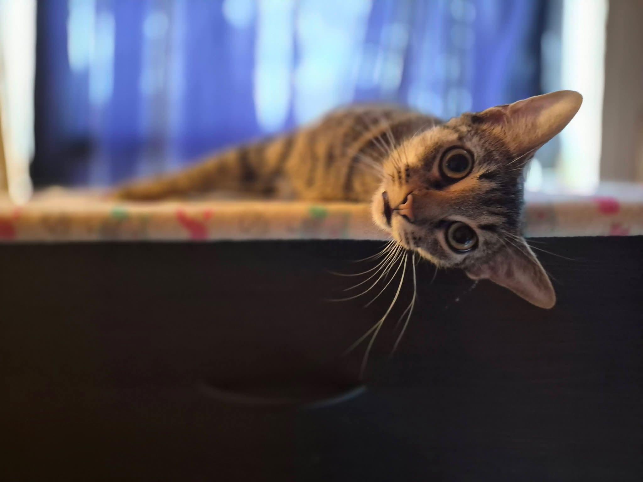 Piernes AKA Legs, an adopted Tabby in Luling, TX image 4/4