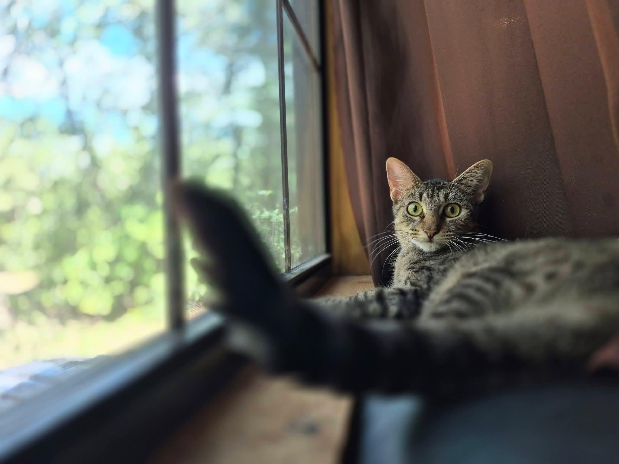 Piernes AKA Legs, adopted, Young Female Tabby.
