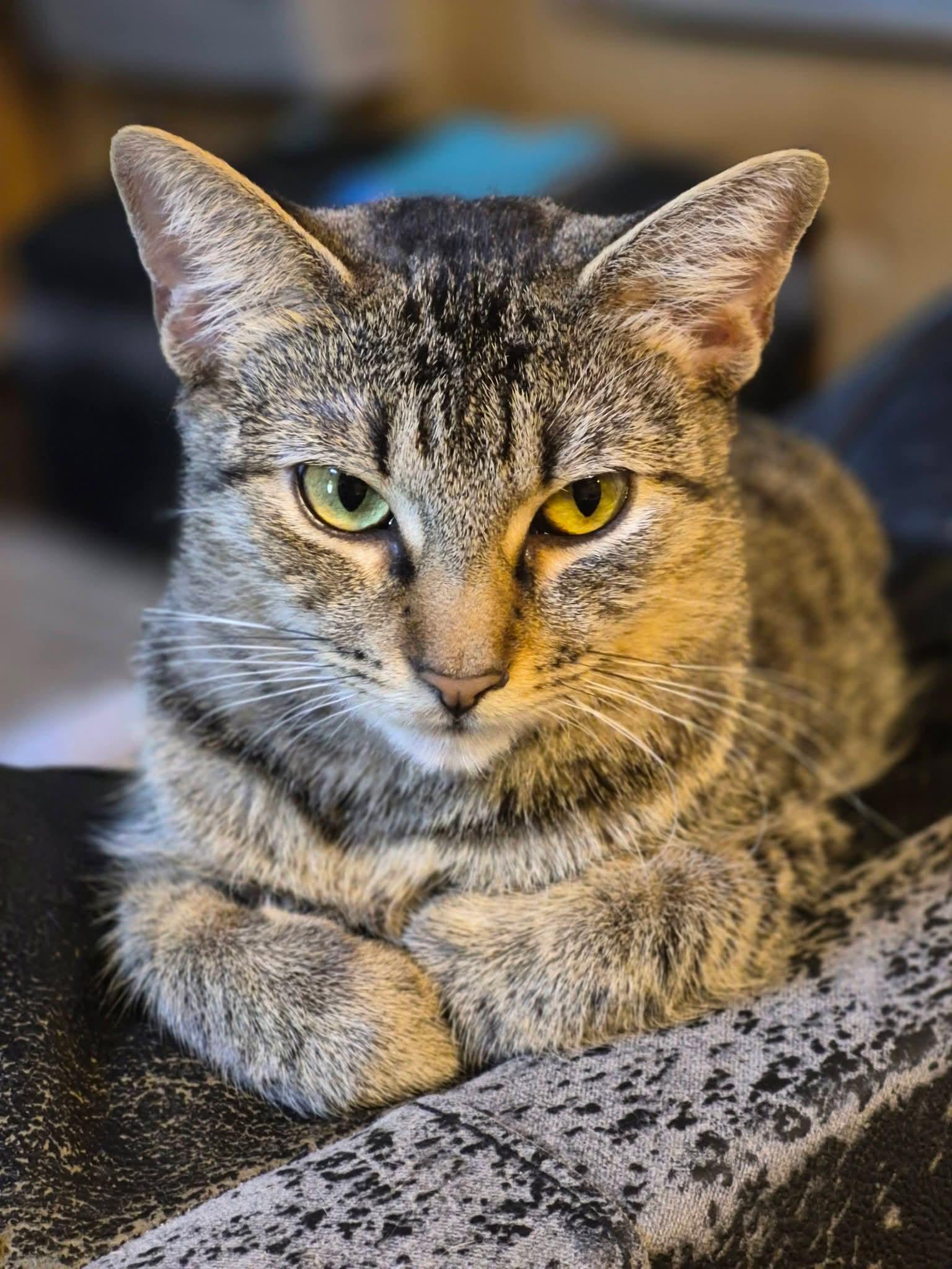 Piernes AKA Legs, an adopted Tabby in Luling, TX image 2/4