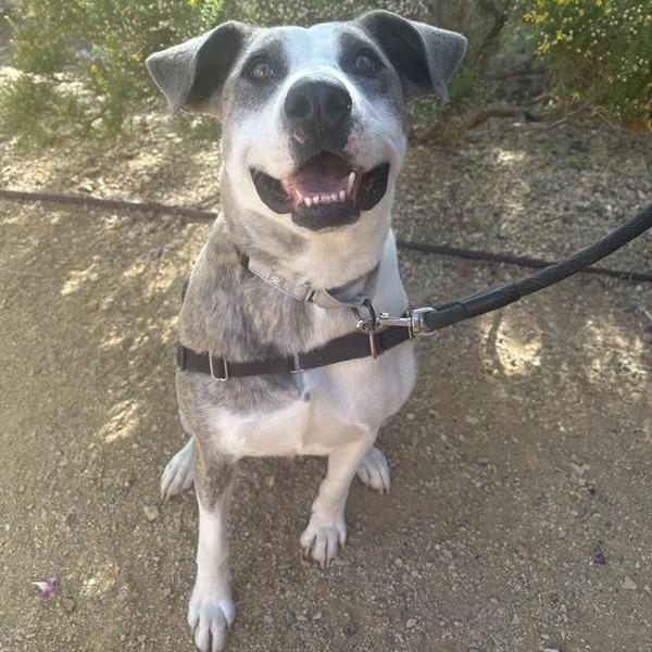 Loona, Adoptable, Adult Female Catahoula Leopard Dog & American Staffordshire Terrier.