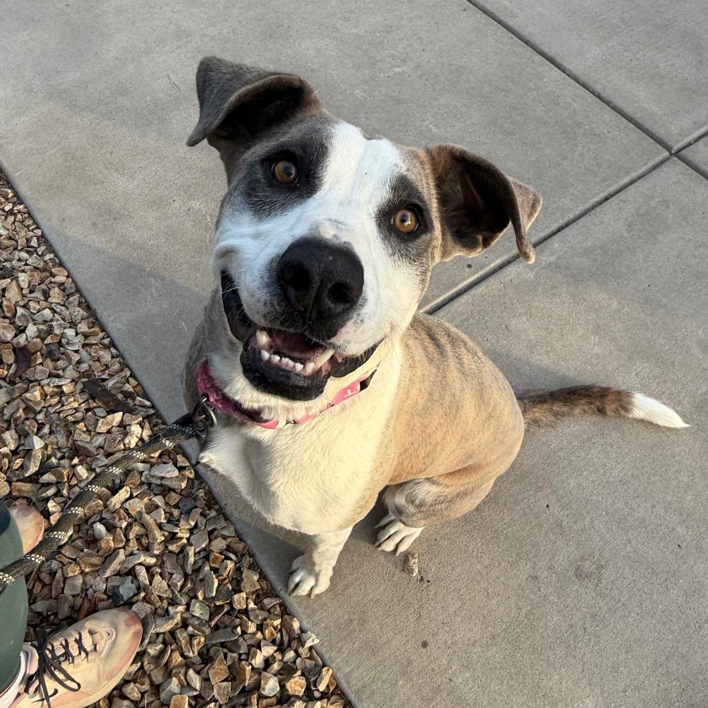 Enlarge Loona, a Adoptable mixed breed in Albuquerque, NM image 1/6