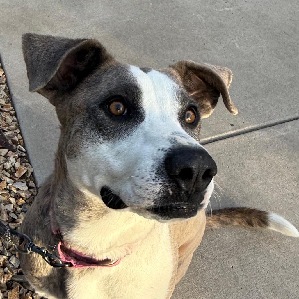 Enlarge Loona, a Adoptable mixed breed in Albuquerque, NM image 2/6