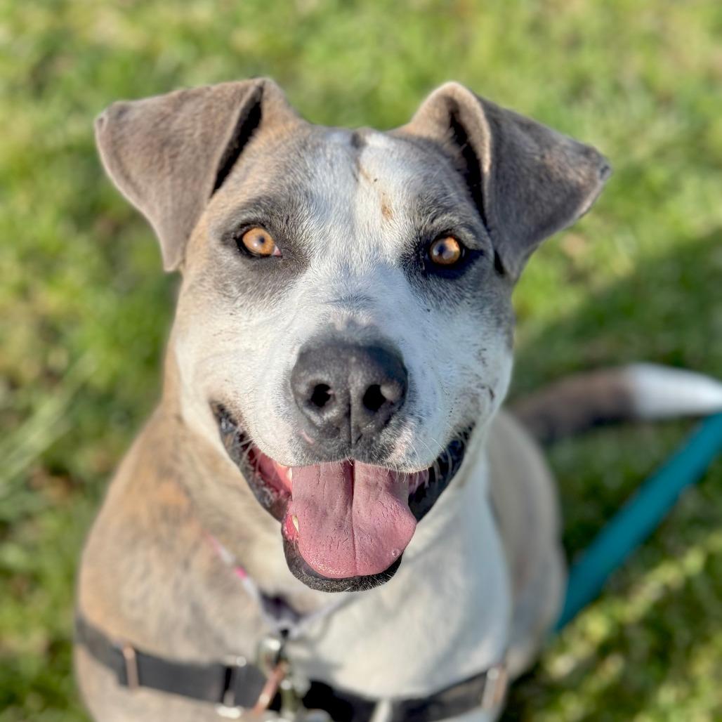 Enlarge Loona, a Adoptable mixed breed in Albuquerque, NM image 6/6