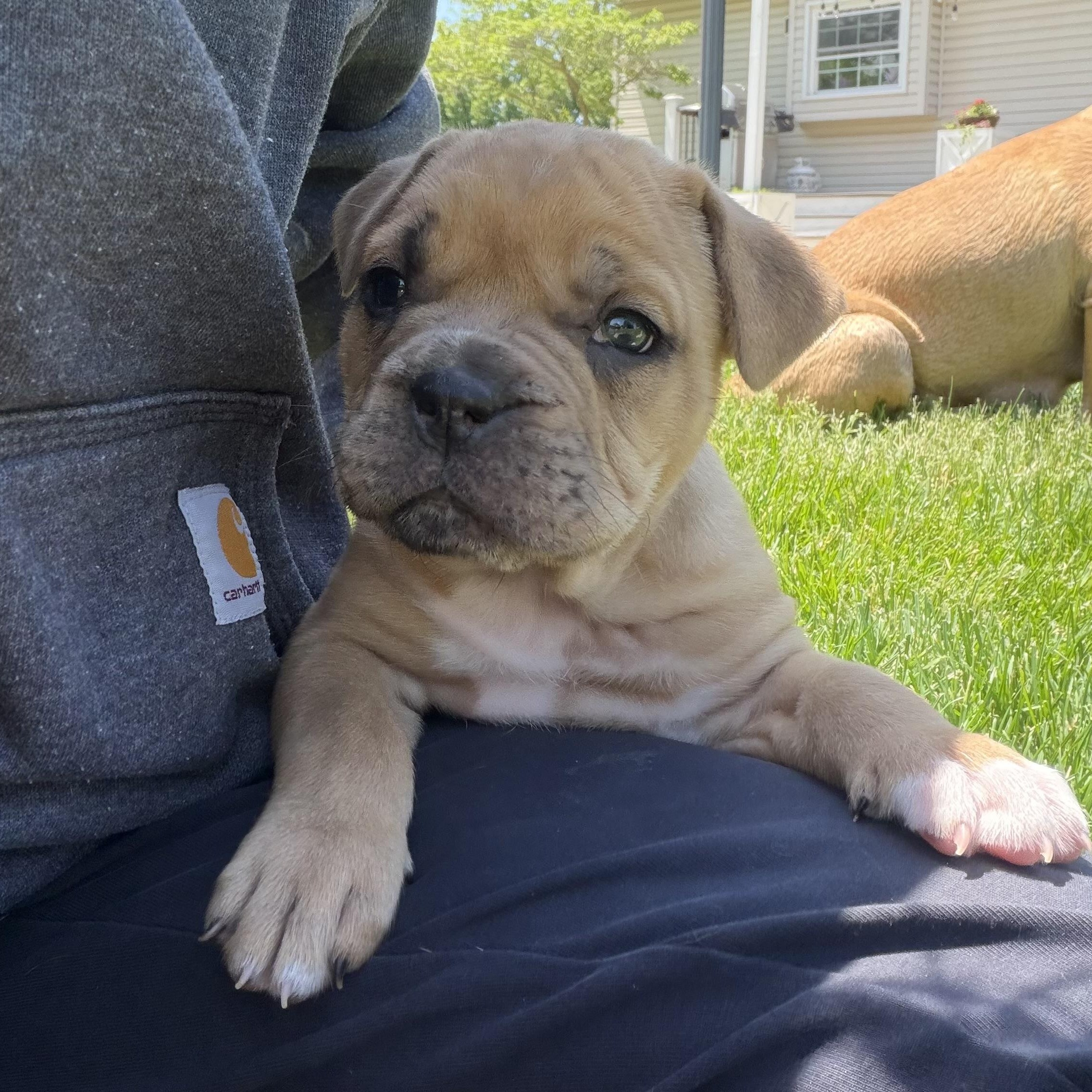 Sweet Baby Ray's BBQ, ADOPTABLE, Puppy Female Bulldog.