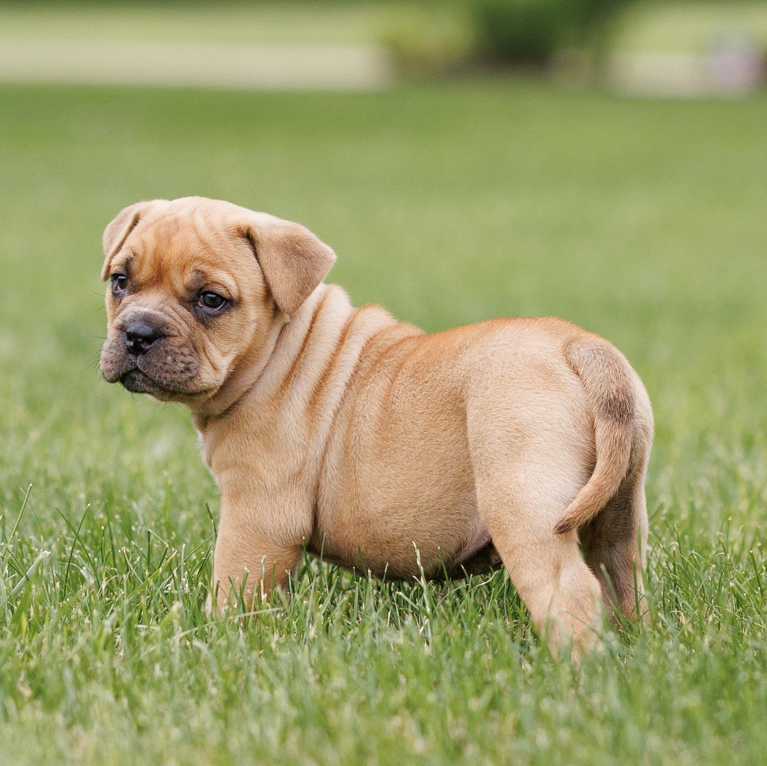 Enlarge Sweet Baby Ray's BBQ, a ADOPTABLE mixed breed in Grafton, OH image 2/2