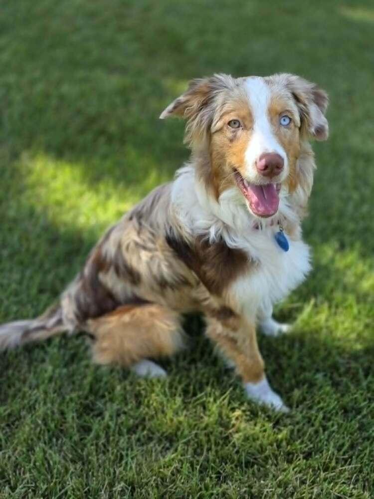 Enlarge Muffin, a Adoptable Australian Shepherd in Troy, IL image 1/6