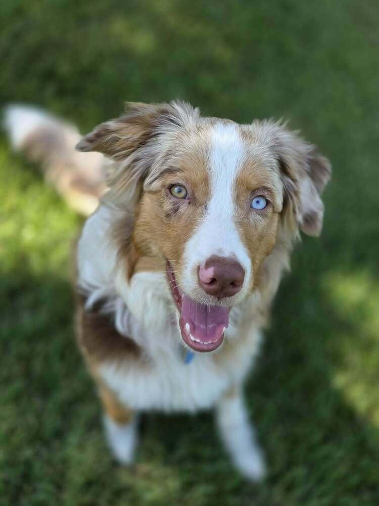 Enlarge Muffin, a Adoptable Australian Shepherd in Troy, IL image 2/6