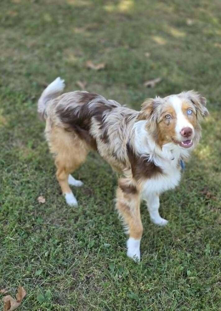 Enlarge Muffin, a Adoptable Australian Shepherd in Troy, IL image 3/6