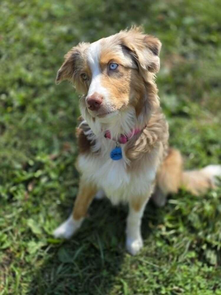 Enlarge Muffin, a Adoptable Australian Shepherd in Troy, IL image 4/6