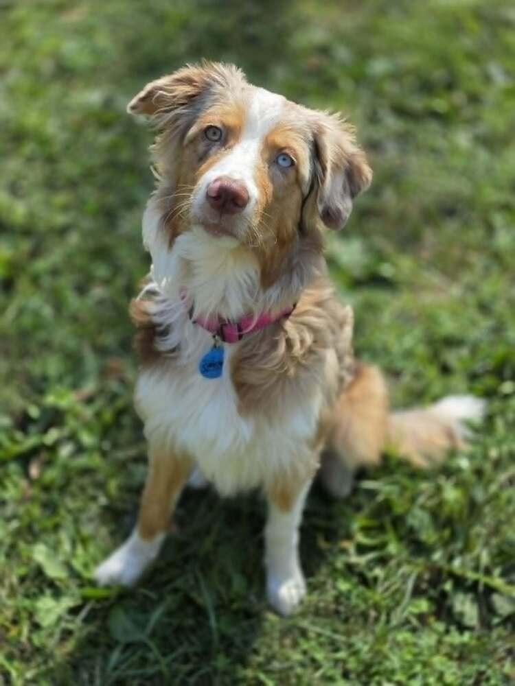 Enlarge Muffin, a Adoptable Australian Shepherd in Troy, IL image 5/6