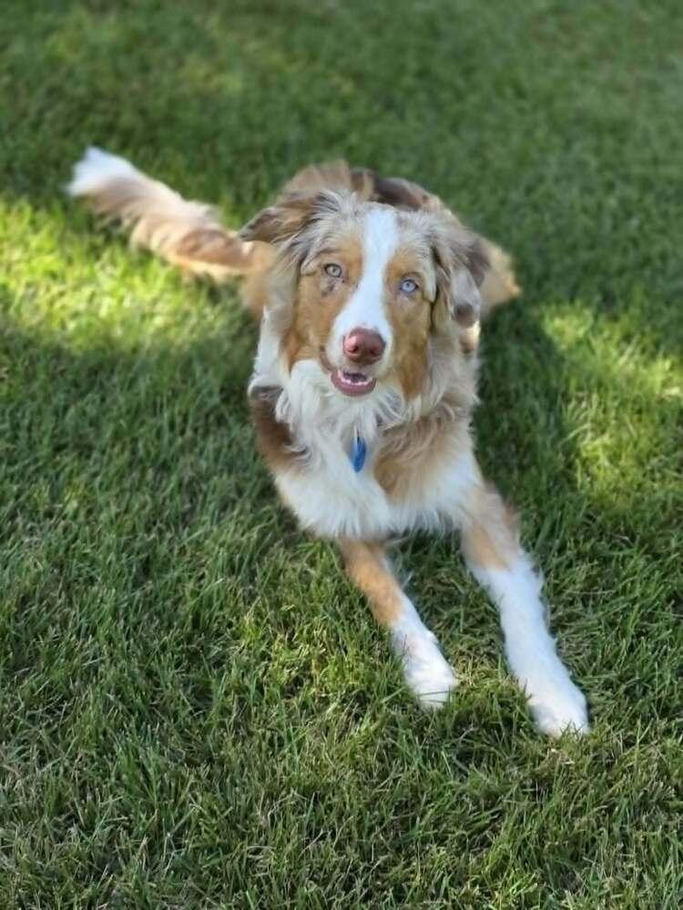 Enlarge Muffin, a Adoptable Australian Shepherd in Troy, IL image 6/6