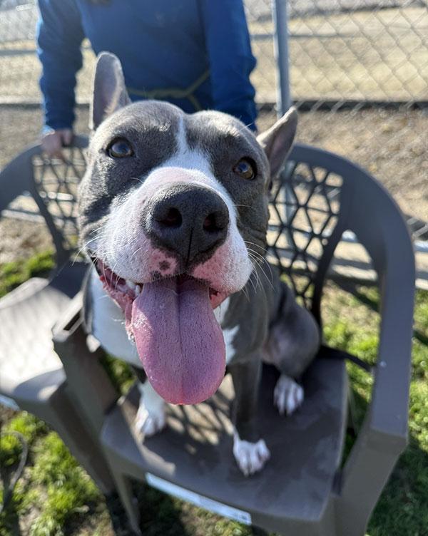 Ciara **Courtesy Post. Out of town pet. See below for details**