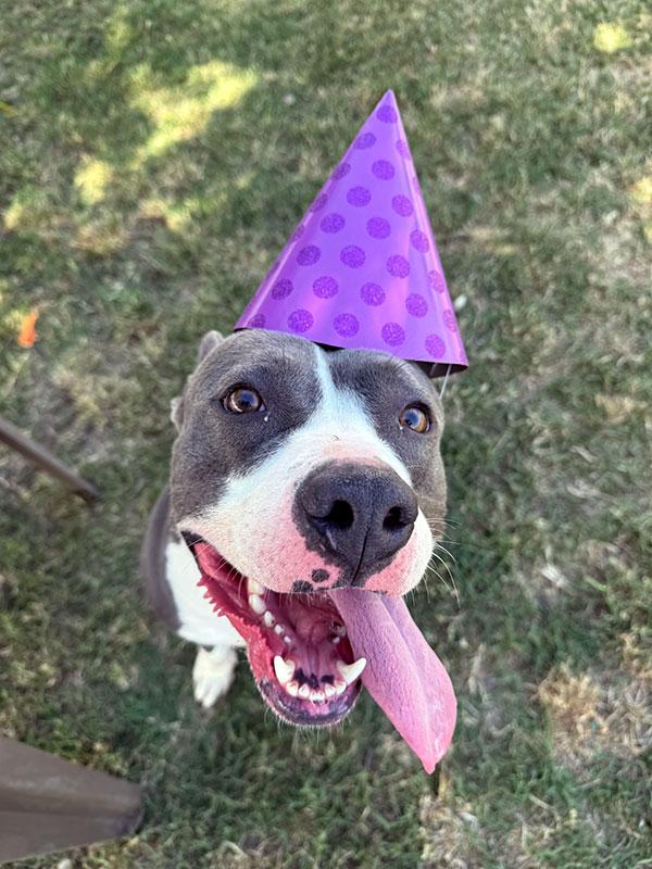 Ciara **Courtesy Post. Out of town pet. See below for details**, Adult Female Pit Bull Terrier