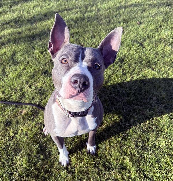 Ciara **Courtesy Post. Out of town pet. See below for details**