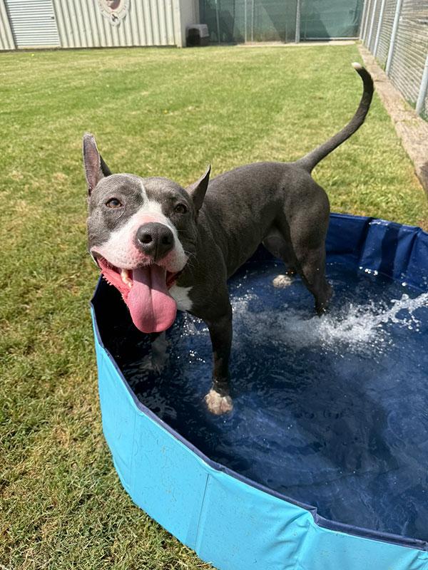 Ciara **Courtesy Post. Out of town pet. See below for details**