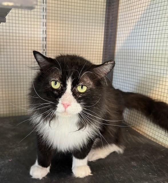 Enlarge Ed aka "Papas", a Adoptable Domestic Long Hair in Eagle, CO image 3/4