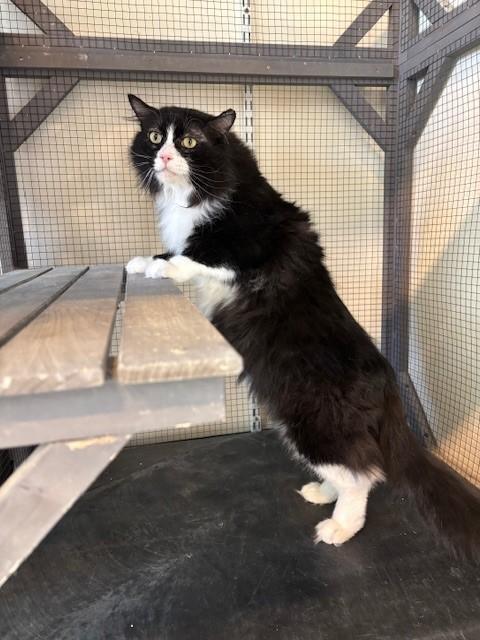 Ed aka "Papas", Adoptable, Adult Male Domestic Long Hair.