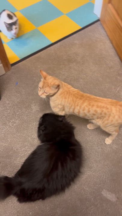 Enlarge Ed aka "Papas", a Adoptable Domestic Long Hair in Eagle, CO video 4/4