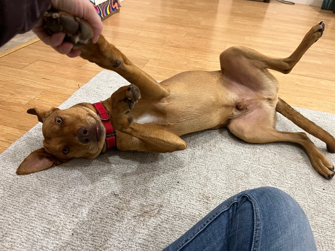 Bonus, a Adopted mixed breed in West Linn, OR image 1/5