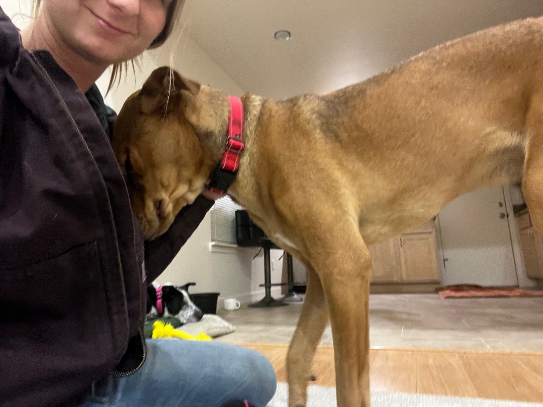 Bonus, a Adopted mixed breed in West Linn, OR image 2/5