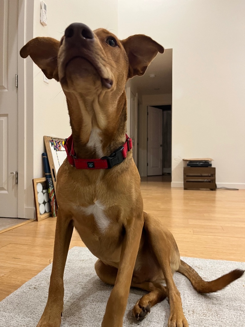 Bonus, a Adopted mixed breed in West Linn, OR image 3/5