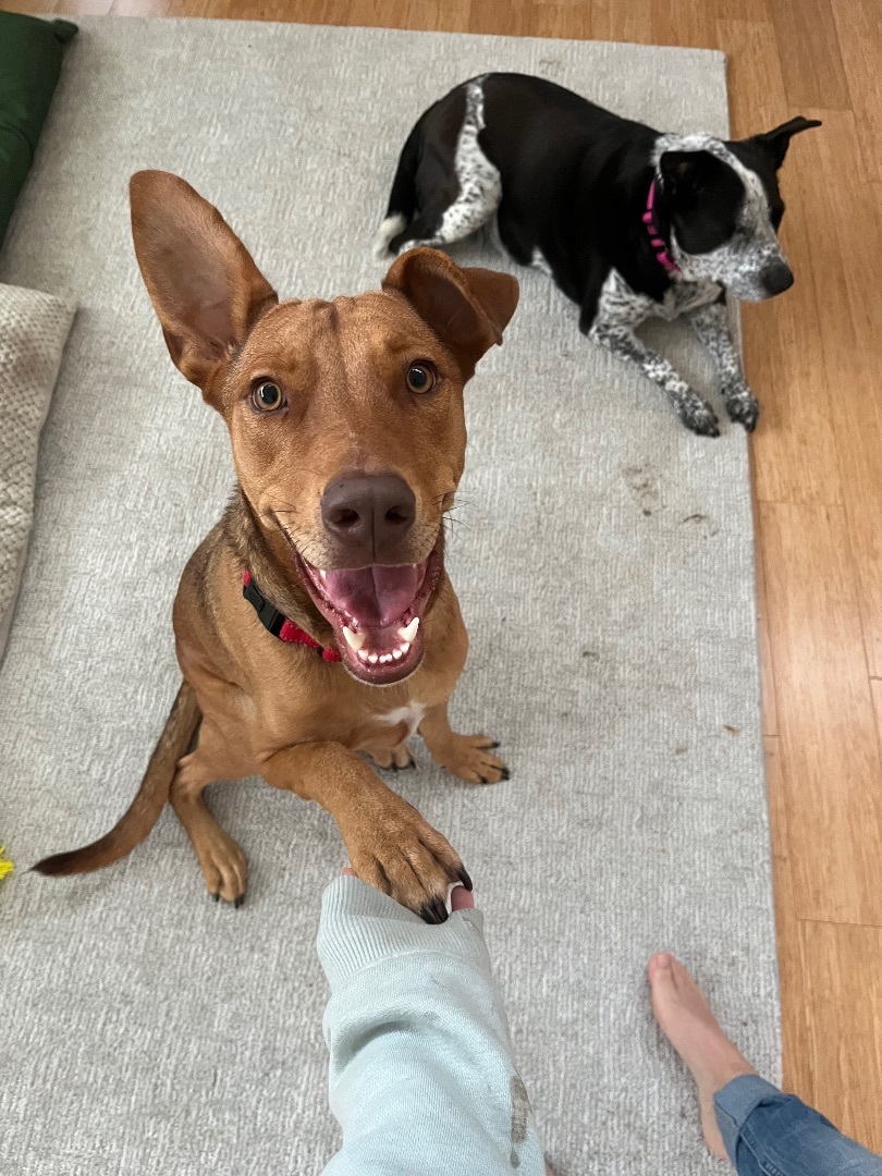 Bonus, a Adopted mixed breed in West Linn, OR image 4/5